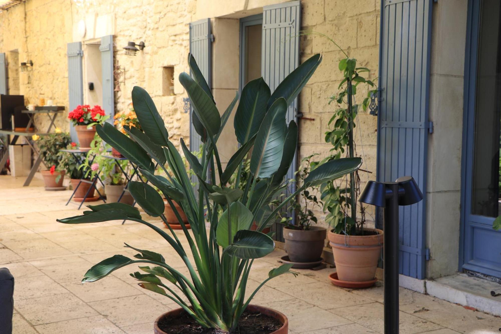 أفينيون Le Mas Des Cerisiers Jacuzzi Et Sauna Inclus Pour Tous Les Logements المظهر الخارجي الصورة